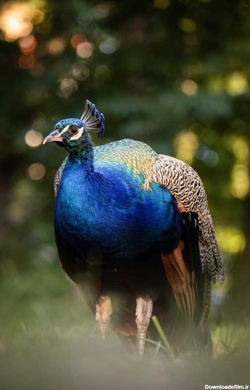 دانلود تصویر طاووس آبی زیبا