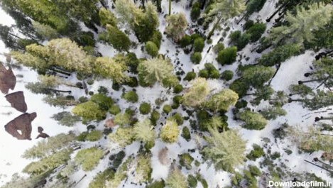 دانلود عکس نمای چشم پرنده از درختان بلند در زمستان