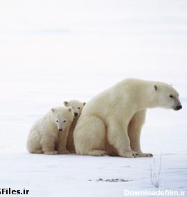تصویر با کیفیت از خرس قطبی در برف