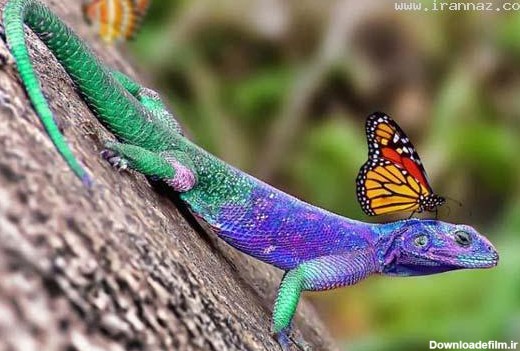 عکس‌های بسیار زیبا از رنگ ها در طبیعت