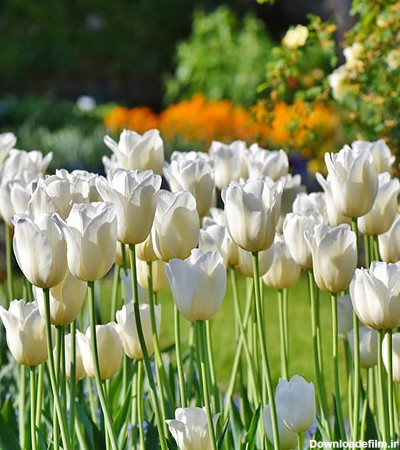 عکس گلهای لاله سفید