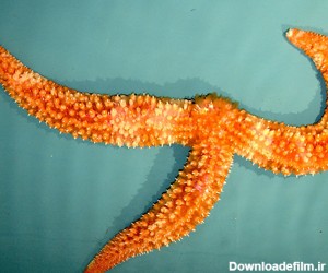 دانستنی های جالب درباره ستاره های دریایی
