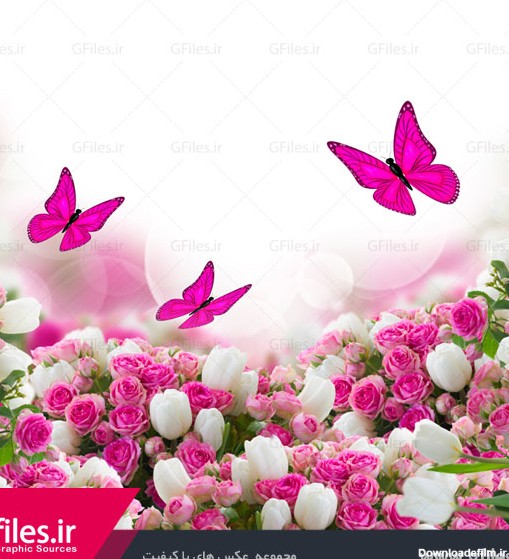 عکس با کیفیت HD از پس زمینه با گل های رز صورتی و سفید