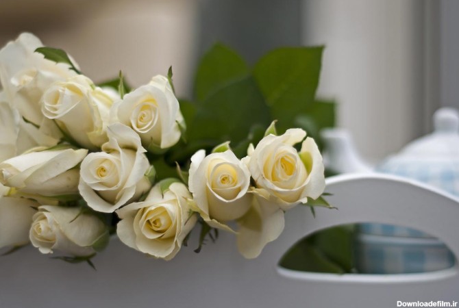 گل رز | خرید انواع گل رز در رنگ های مختلف - آراد برندینگ