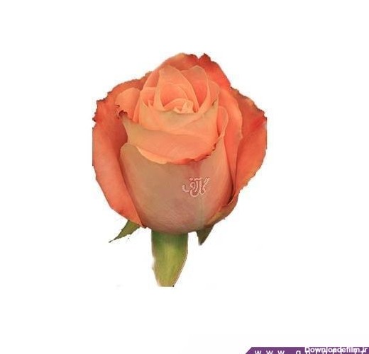 عکس شاخه گل زیبا - گل رز هلندی فادو - Rose | گل آف
