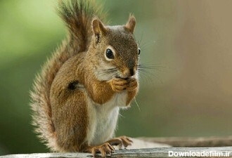 ببینید | ظرفیت عجیب یک سنجاب در خوردن بادام