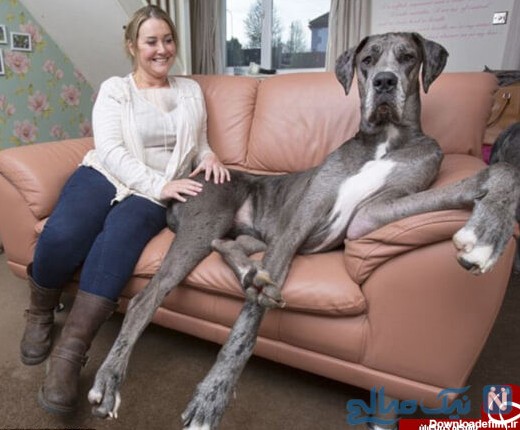 بزرگ‌ترین سگ دنیا | فردی که از نسل سگ‌های گریت دین بزرگترین ...