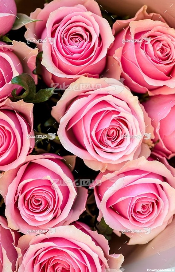 عکس گل رز صورتی بسیار زیبا