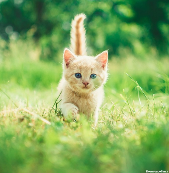 عکس گربه سفید در طبیعت با کیفیت بالا | حیوانات | فایل آوران