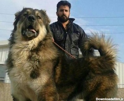سگ قفقاز