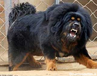 سگ تبتی - tinad.ir