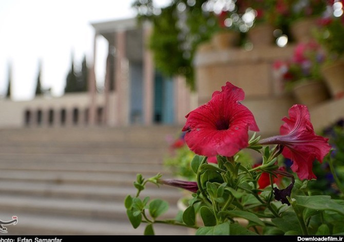 Photos: Spring nature of Shiraz