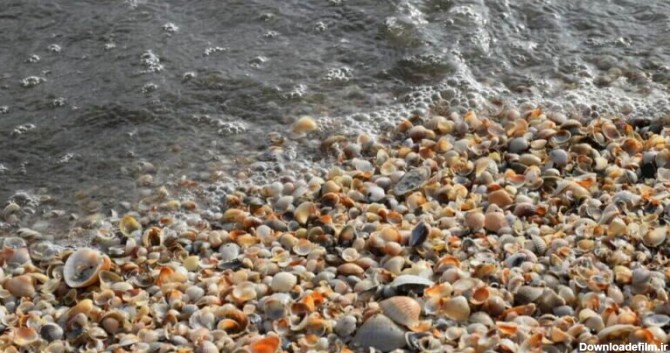 ساحل صدف آستارا ؛ به صدف‌ها دست نزنید! | مجله پینورست :مجله پینورست