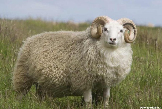 ببینید | انتقام باورنکردنی یک گوسفند از چوپان!