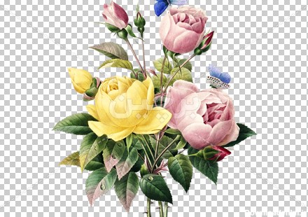 Borchin-ir-yellow and pink Rose flower عکس بدون زمینه یک دسته گل زیبا مناسب برای طراحی گرافیک۲