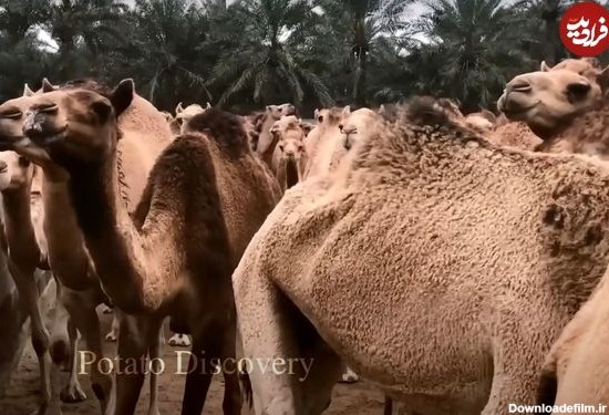 (ویدئو) ببینید چگونه شیر و گوشت شتر در کارخانه های عربی فرآوری و بسته بندی می شود