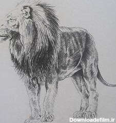 خرید و قیمت نقاشی سیاه قلم شیر از غرفه گالری هنری نغمه