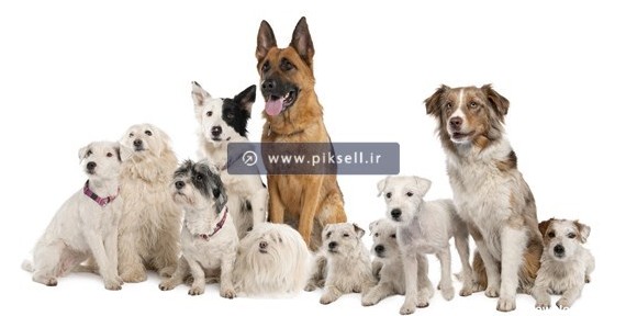 تصویر با کیفیت از سگ ها با نژادهای مختلف (پت) با فرمت jpg