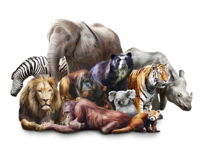 دانلود تصویر شاتر استوک مجموعه حیوانات وحشی با پس زمینه سفید کد ...