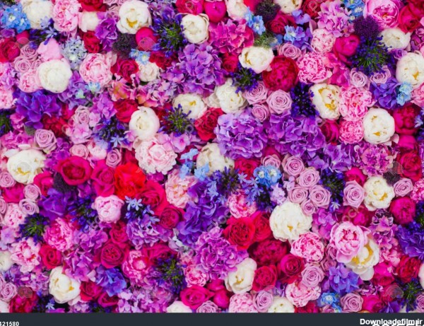 دیوار زیبا از گل های بنفش بنفش قرمز گل رز لاله ها دیوار مطبوعاتی ...