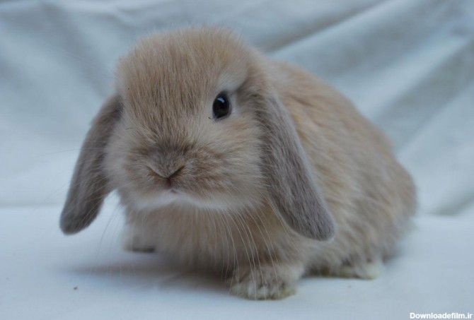 تاکنون نژادهای زیادی از خرگوش ها شناخته شده که هرکدام مشخصات و ...