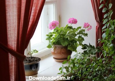 21 گیاه مناسب پنجره شمالی (1) + نگهداری - ایران درخت