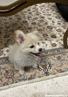 توله سگ پامر اشپیتز ماده ۳ ماهه - فروشگاه هاپ هاپ پت | فروش سگ ...