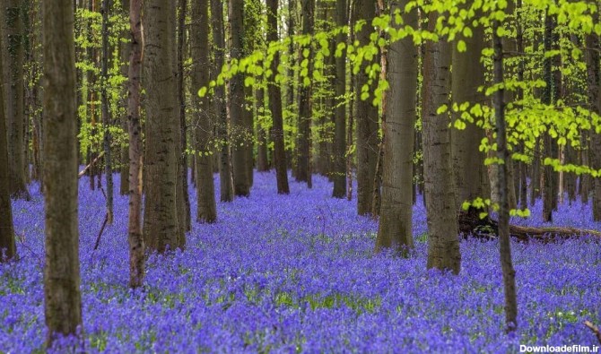 عکس/گل های استکانی آبی وحشی در «جنگل آبی» بلژیک - تسنیم
