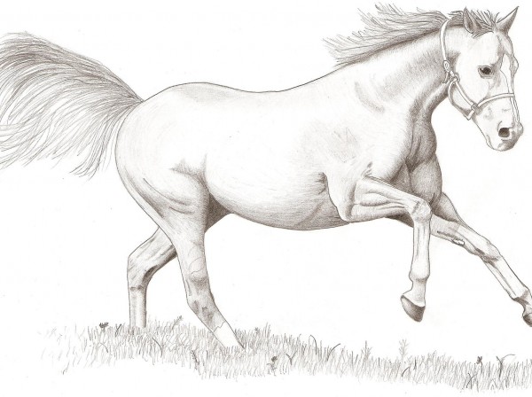 طراحی سیاه قلم اسب horse white black
