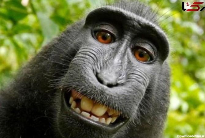 سلفی بازترین میمون دنیا+عکس