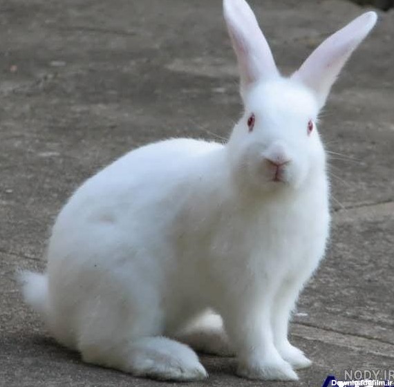 خرید و قیمت سفید خرگوشه