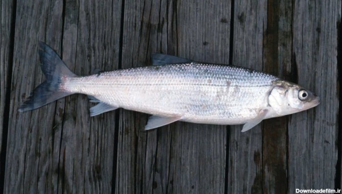 همه چیز درباره ماهی سفید : - دارا پروتئین