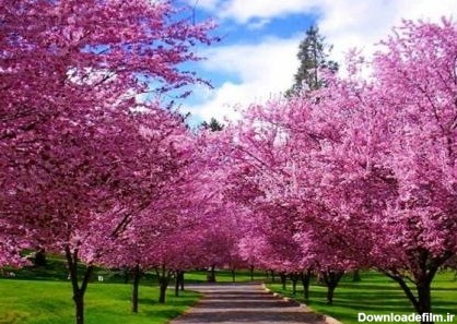 زیبایی های فصل بهار - اسلايد تصاوير - عکس شماره 1 - جهان نيوز