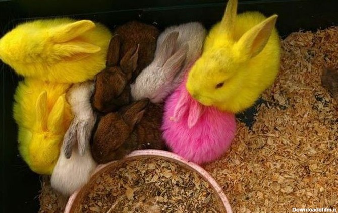 خرگوش رنگی!؟ (عکس)