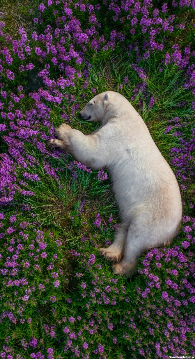 🐨یکی از بهترین عکسهای سال ۲۰۲۲ میلادی از خواب شیرین یک خرس قطبی ...