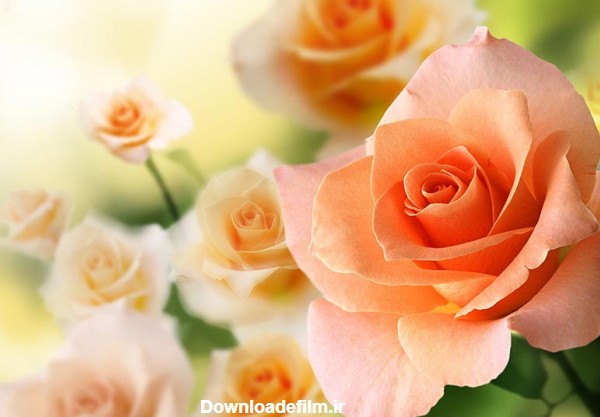 راهنمای انتخاب رنگ گل رز برای روز ولنتاین | وبلاگ گُل‌سِتان