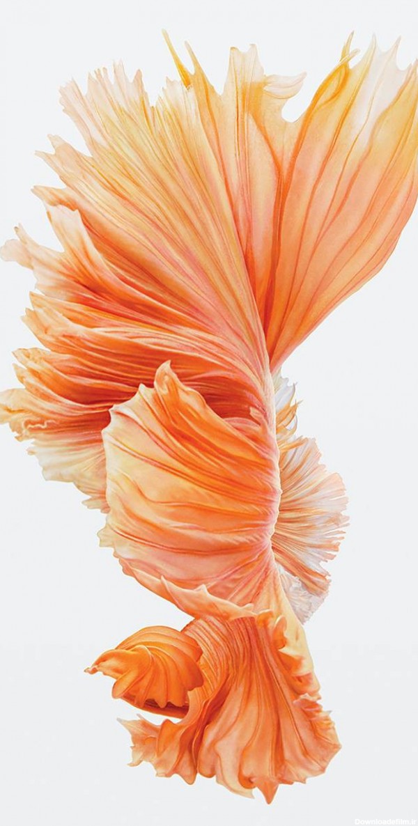 عکس زمینه ماهی نارنجی آیفون 6S پس زمینه | والپیپر گرام