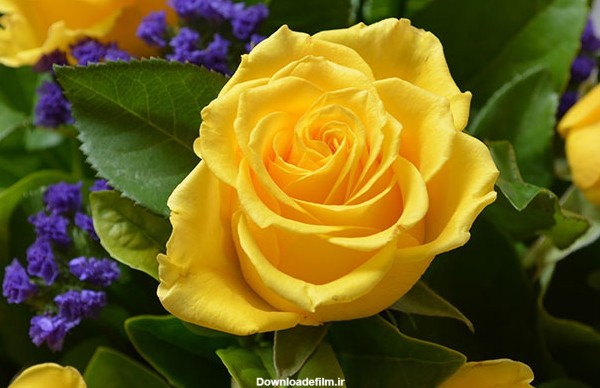 عکس گل رز زرد (1)