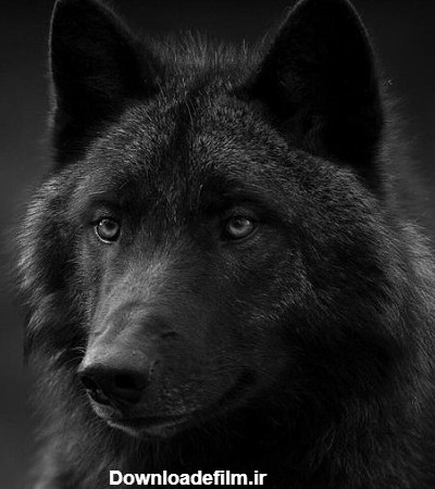 عکس گرگ های سیاه