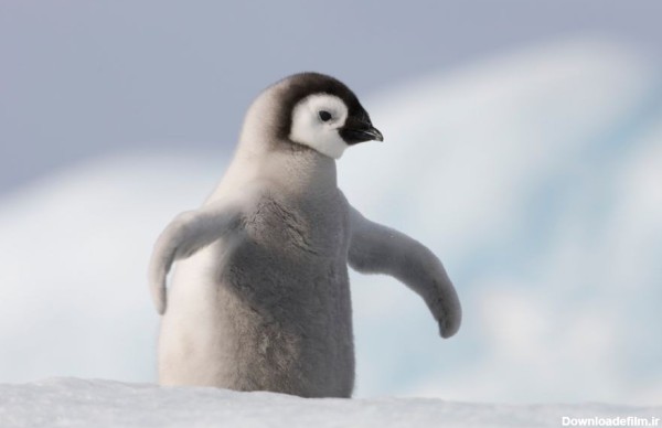 50 عکس دیدنی از پنگوئن های بامزه