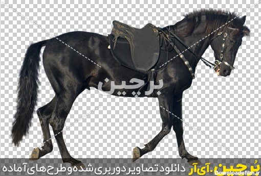 Borchin-ir-Black-Horse-Vector-PNG-Image-18 مجموعه عکس های باکیفیت اسب با رزولوشن بالا png