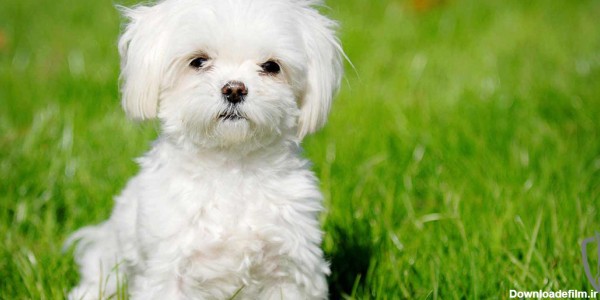 سگ مالتیز | بررسی و نحوه خرید نژاد مالتیز | Panpetkc