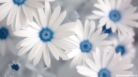 عکس پروفایل گل های زیبا و عاشقانه با کیفیت بالا