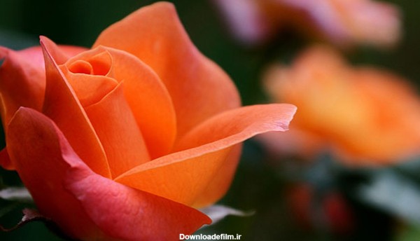 عکس گل رز نارنجی(3)
