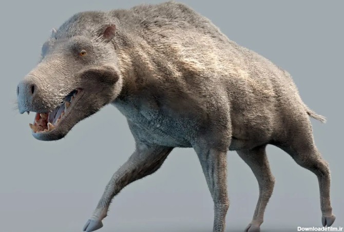 این خوک باستانی مرگبار ۲۰ میلیون سال پیش در زمین حکمرانی می‌کرد ...