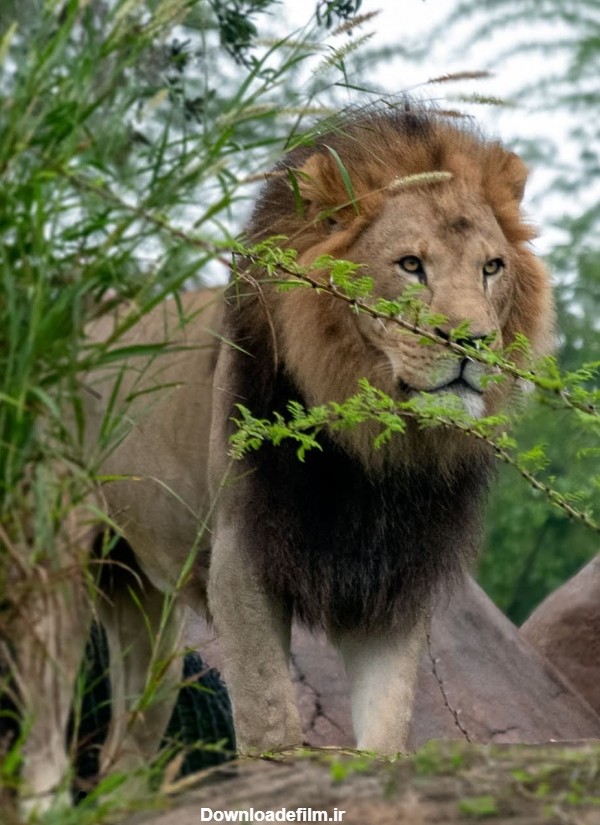 عکس جذاب و بی نظیر از شیر سلطان جنگل و چمنزار