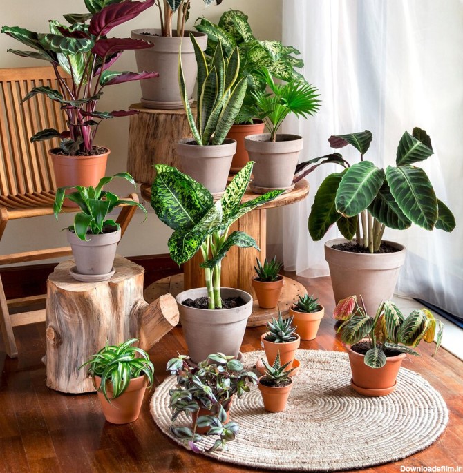 گیاهان آپارتمانی مفید برای سلامتی + عکس و شرایط نگهداری