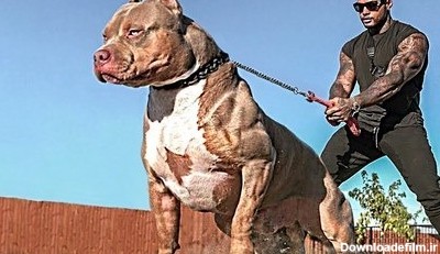 خطرناک ترین نژادهای سگ دنیا