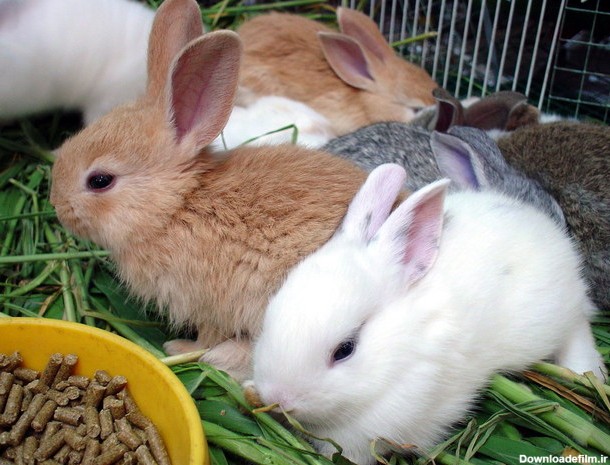 تعدادی خرگوش در قفس مخصوص در حال غذا خوردن
