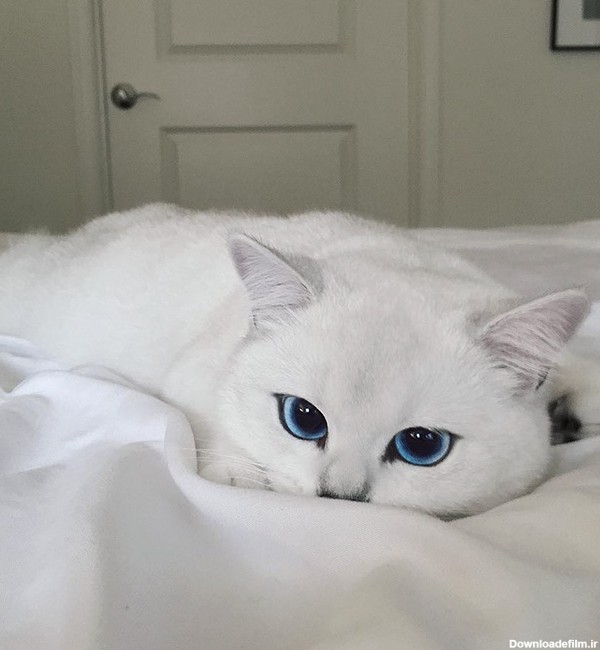 گربه ای با زیباترین چشم های دنیا